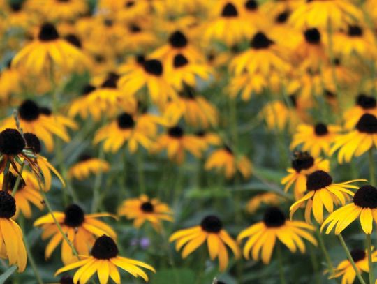 Experience Texas Wildflowers at  Wildseed Farms