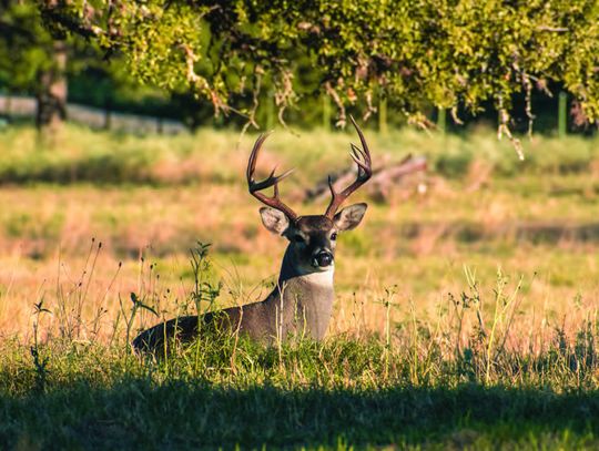 TEXAS HUNTING SEASON OUTLOOK POSITIVE