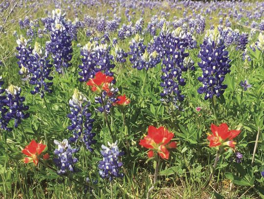 VISIT THE NATION’S LARGEST WORKING WILDFLOWER FARM