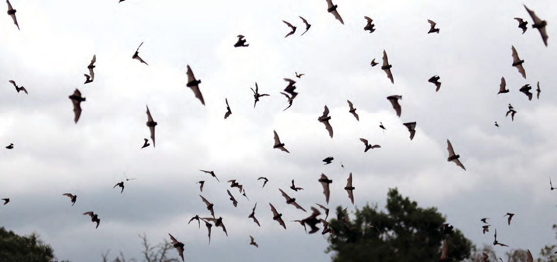 Bats in Flight