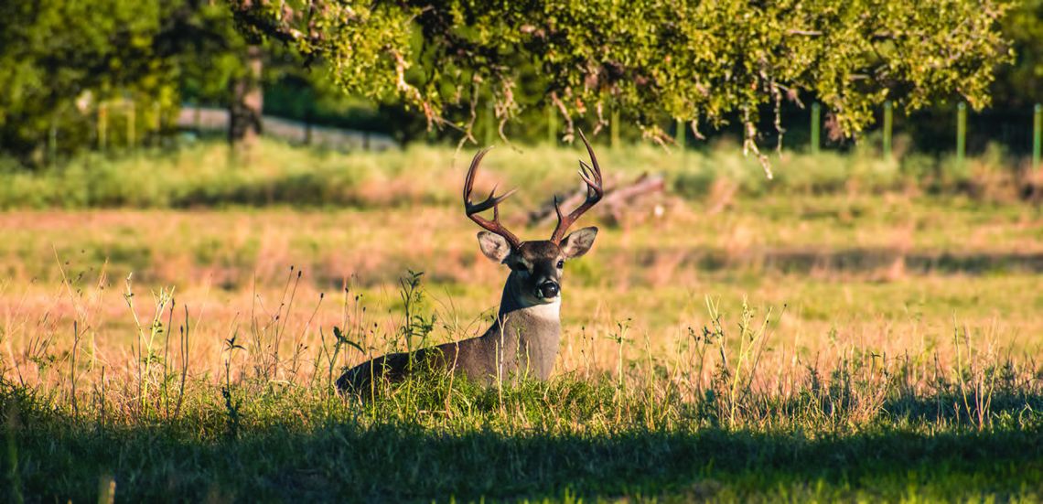 TEXAS HUNTING SEASON OUTLOOK POSITIVE