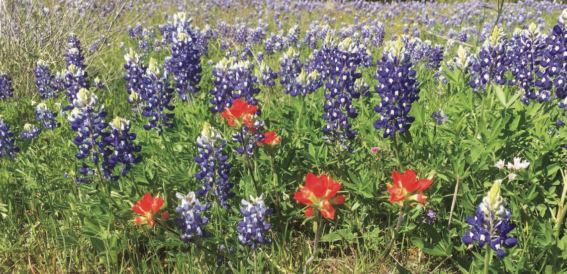 VISIT THE NATION’S LARGEST WORKING WILDFLOWER FARM